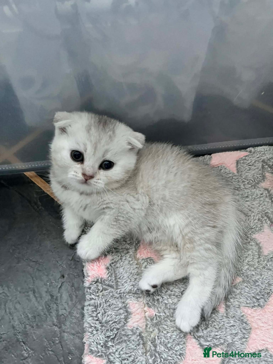 Scottish Fold cats for sale: Adorable Scottish Fold/Straight kittens  - Advert 16