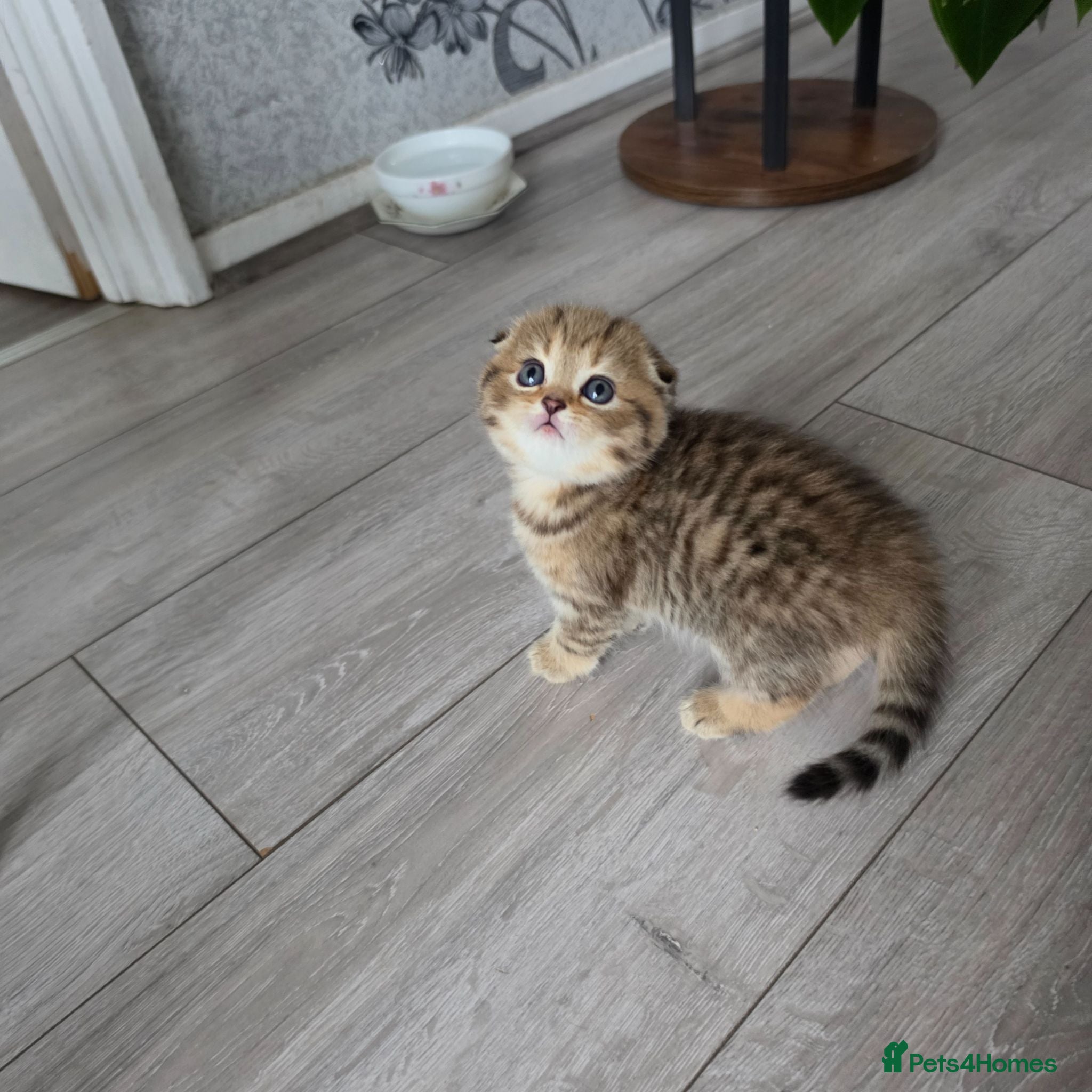 Scottish Fold cats Adorable 6 Scottish fold kittens  - Advert 2