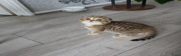 Scottish Fold cats for sale: Adorable 6 Scottish fold kittens  - Advert 5