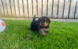 Airedale Terrier dogs for sale: Airedale Terrier Puppy 9 - Quality Airedale terrier pups - Image 19