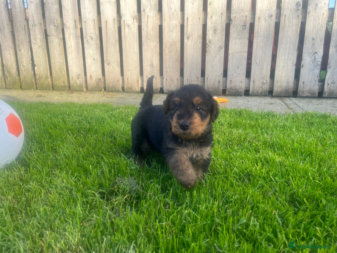 Airedale Terrier dogs for sale: Airedale Terrier Puppy 9 - Quality Airedale terrier pups - Image 19