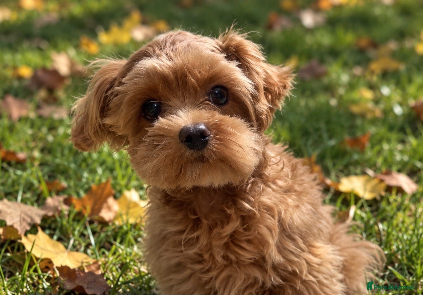 Maltipoo dogs Asian/Korean Maltipoo. DNA tested parents. - Advert 1