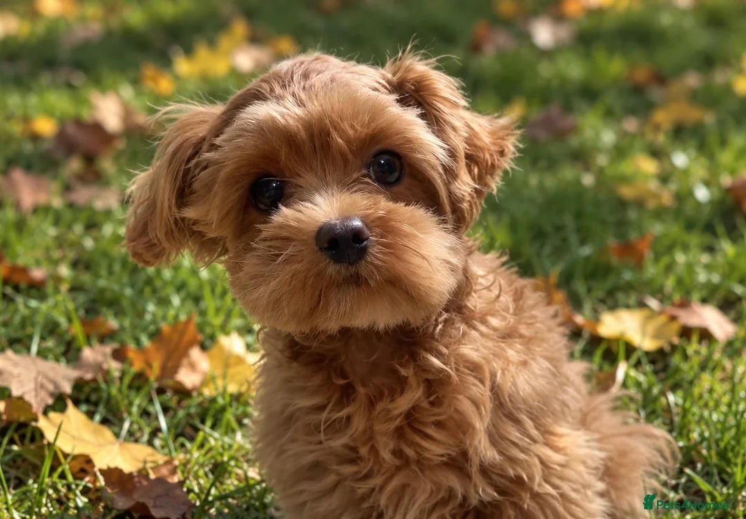 Maltipoo dogs for sale: Asian/Korean Maltipoo. DNA tested parents. - Advert 1