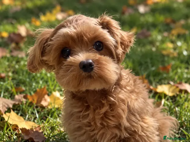 Maltipoo dogs Asian/Korean Maltipoo. DNA tested parents. - Advert 1