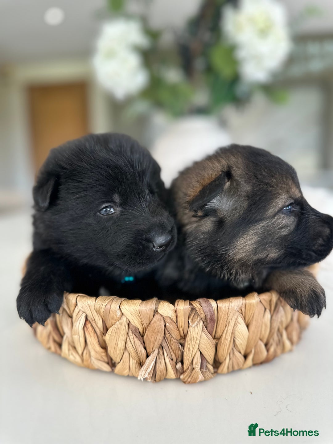 German Shepherd dogs for sale: Outstanding KC Working Line German Shepherd Pups - Image 9