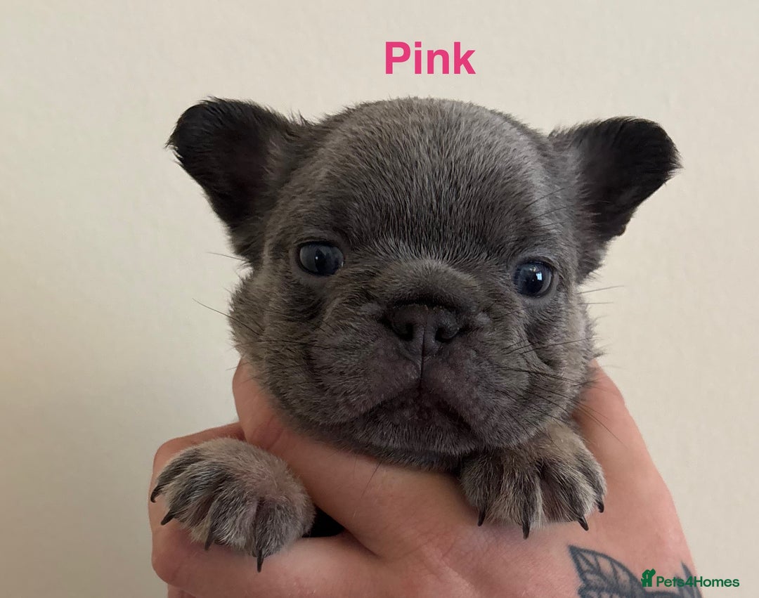 French Bulldog dogs for sale: 3 Female French bulldog puppies  - Image 13