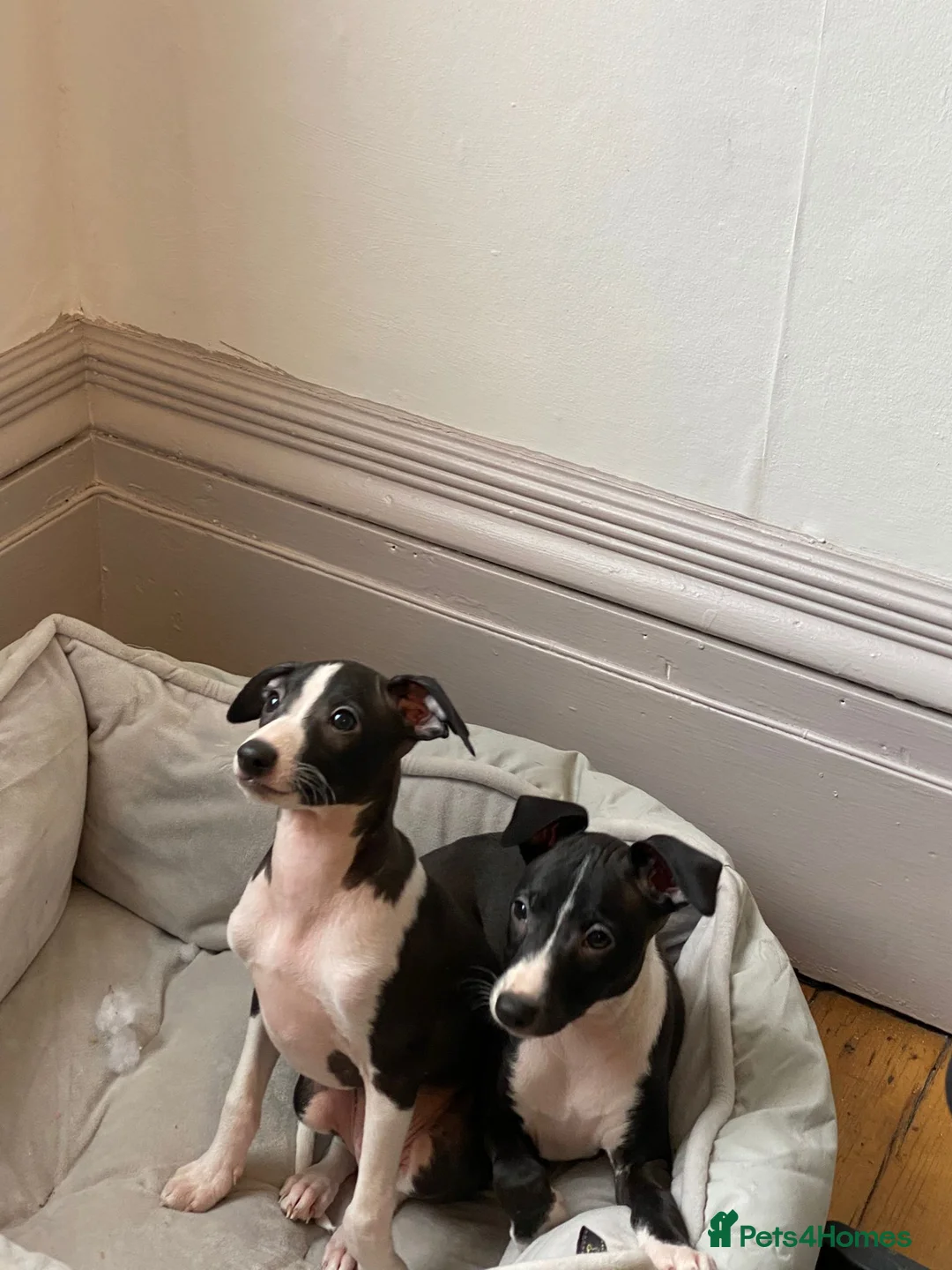 Italian Greyhound dogs for sale: 2 beautiful boy Iggys looking for their new home - Advert 8
