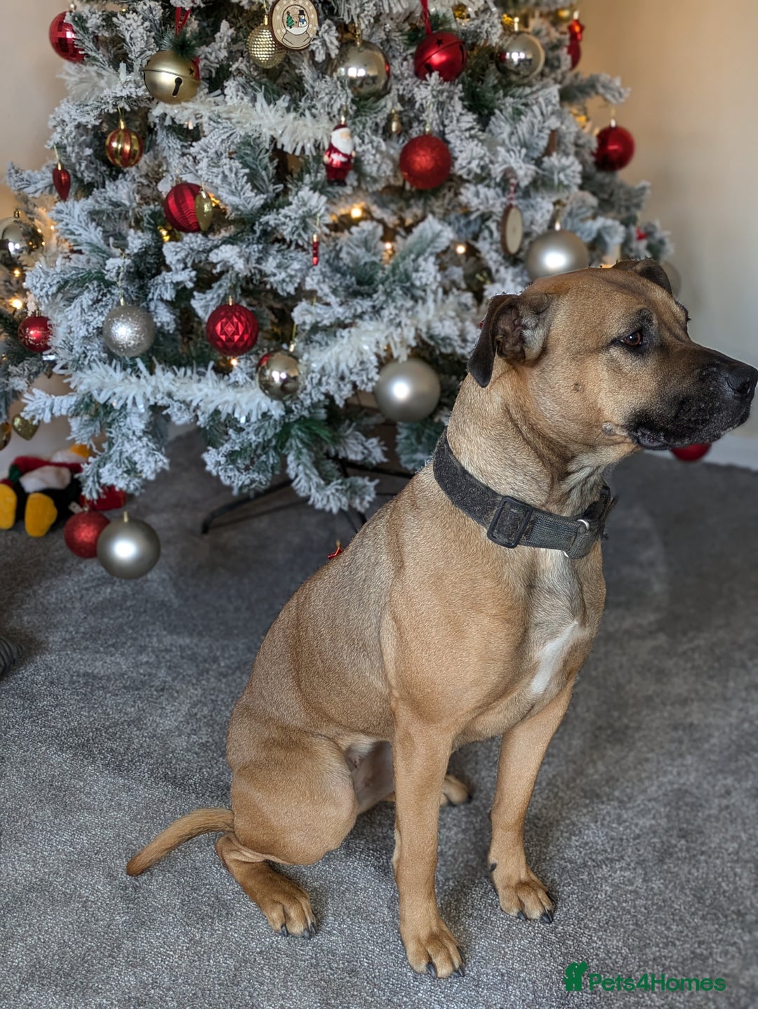 Mixed Breed dogs for sale: Cane corso x American bully female  - Advert 2