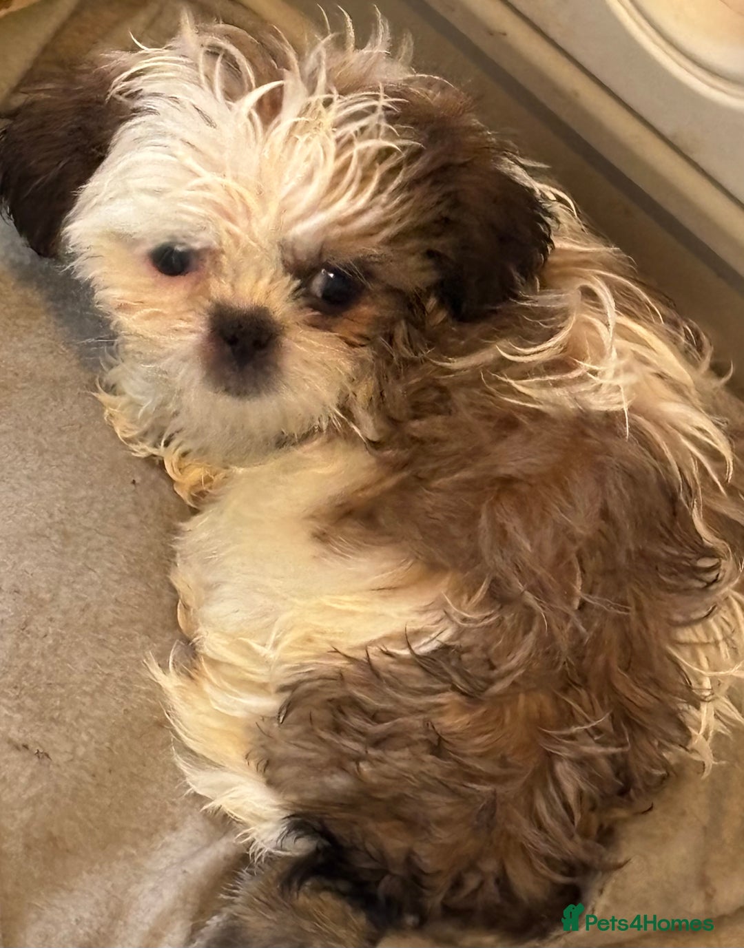 Shih Tzu dogs for sale: Three gorgeous shihtzu puppies  - Image 9