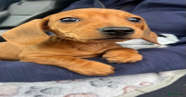 Dachshund dogs - Advert 15