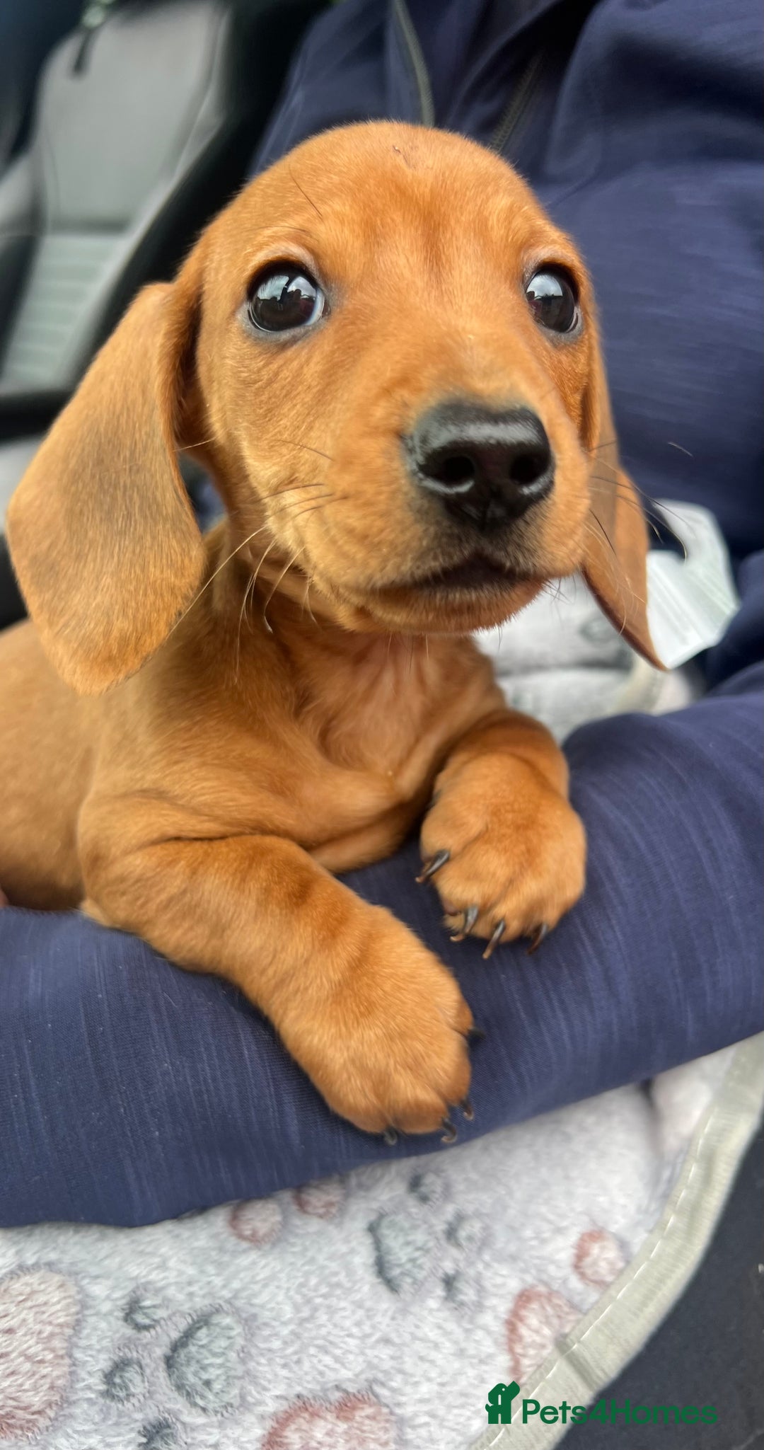 Dachshund dogs for sale: 🐾Little Dachshund Puppies🐾 - Image 3