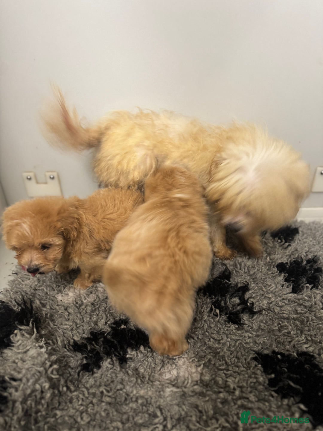 Maltipoo dogs for sale: 5⭐️ Licensed breeder. Tiny maltipoo puppies - Image 11