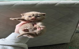 British Shorthair cats for sale: Tica reg cinnamon kittens  - Image 5