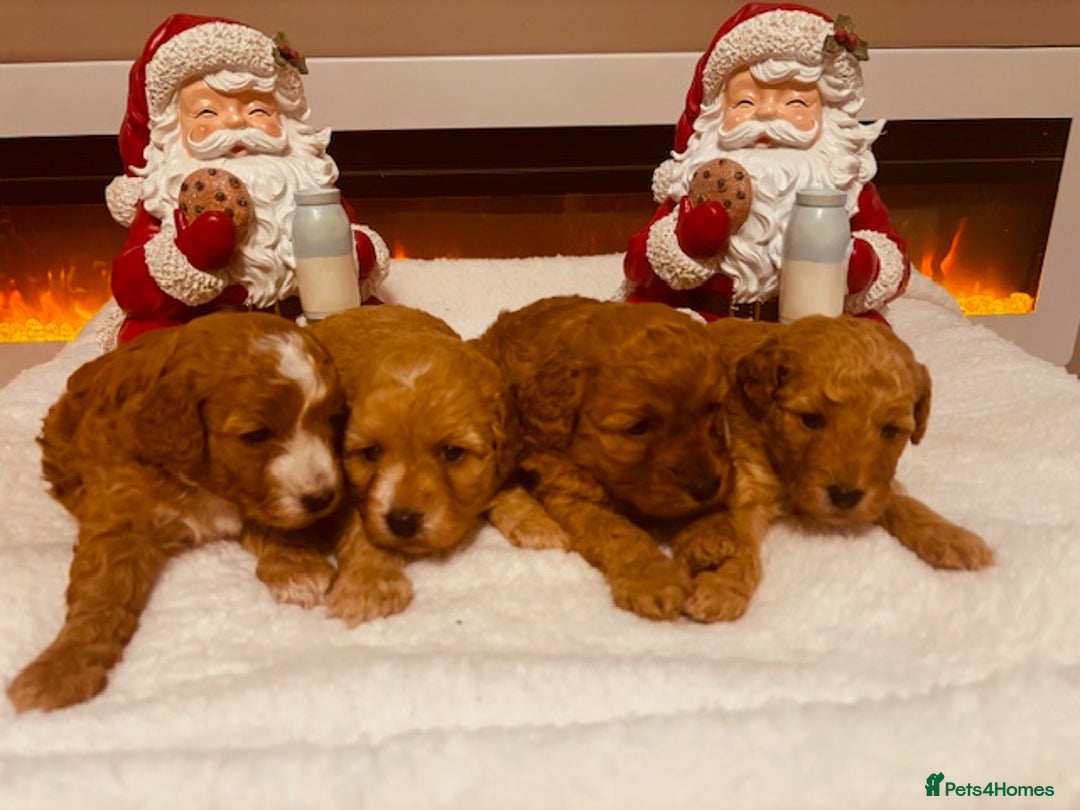 Cavapoochon dogs for sale: QUALITY TEDDY CAVAPOOCHONS - Advert 1