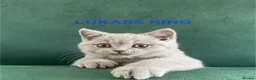 British Shorthair cats for sale: GCCF -SPECTACULAR  -British Shorthair kittens  - Advert 20