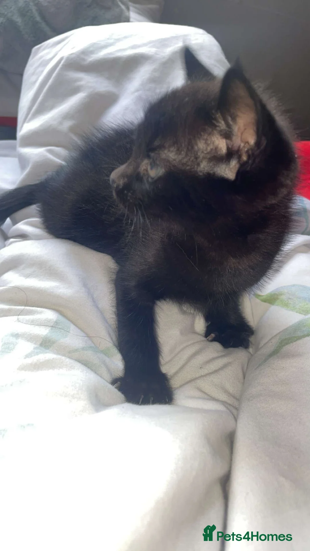 Mixed Breed cats for sale: Little kitten for sale in Bradford - Advert 2