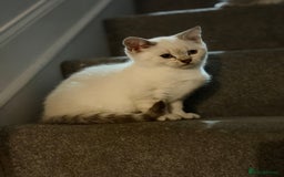 British Shorthair cats for sale: Gorgeous British Shorthair Kitten– Ready to Leave - Image 6