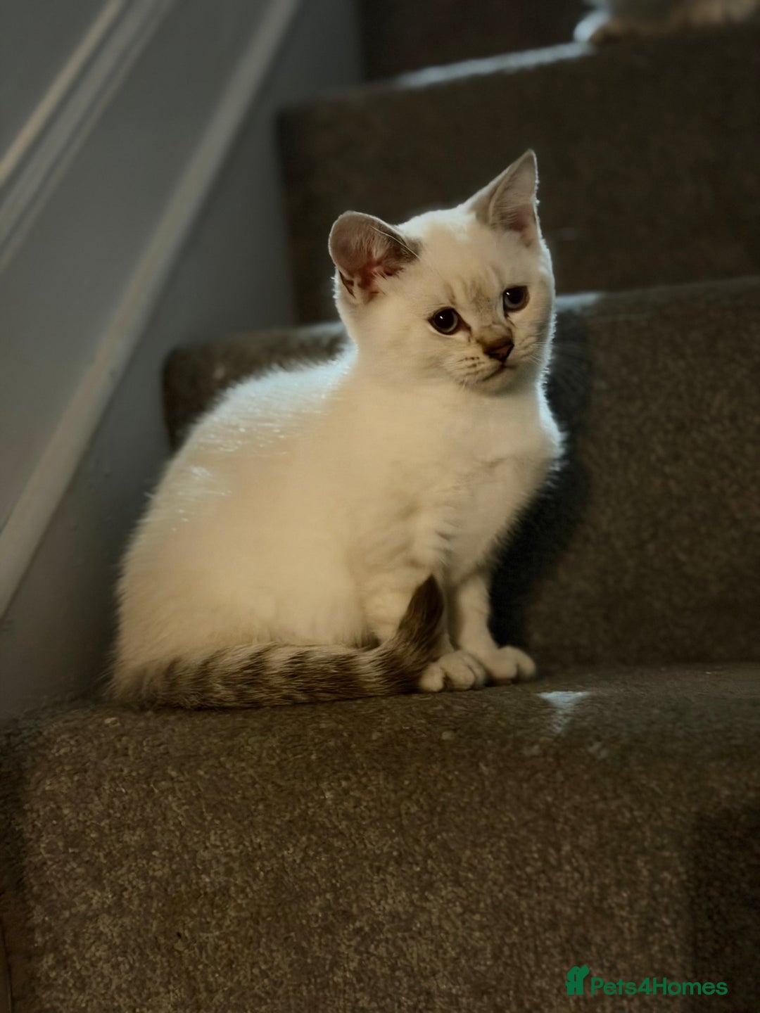 British Shorthair cats for sale: Gorgeous British Shorthair Kitten– Ready to Leave - Image 6