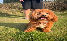 Cockapoo dogs for sale: Rusty - Image 1