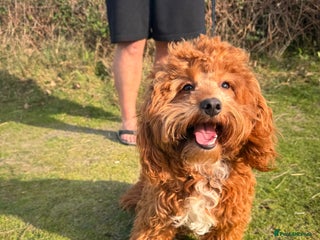 Cockapoo dogs for sale - Advert 1