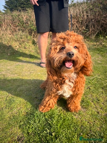 Cockapoo dogs - Advert 6