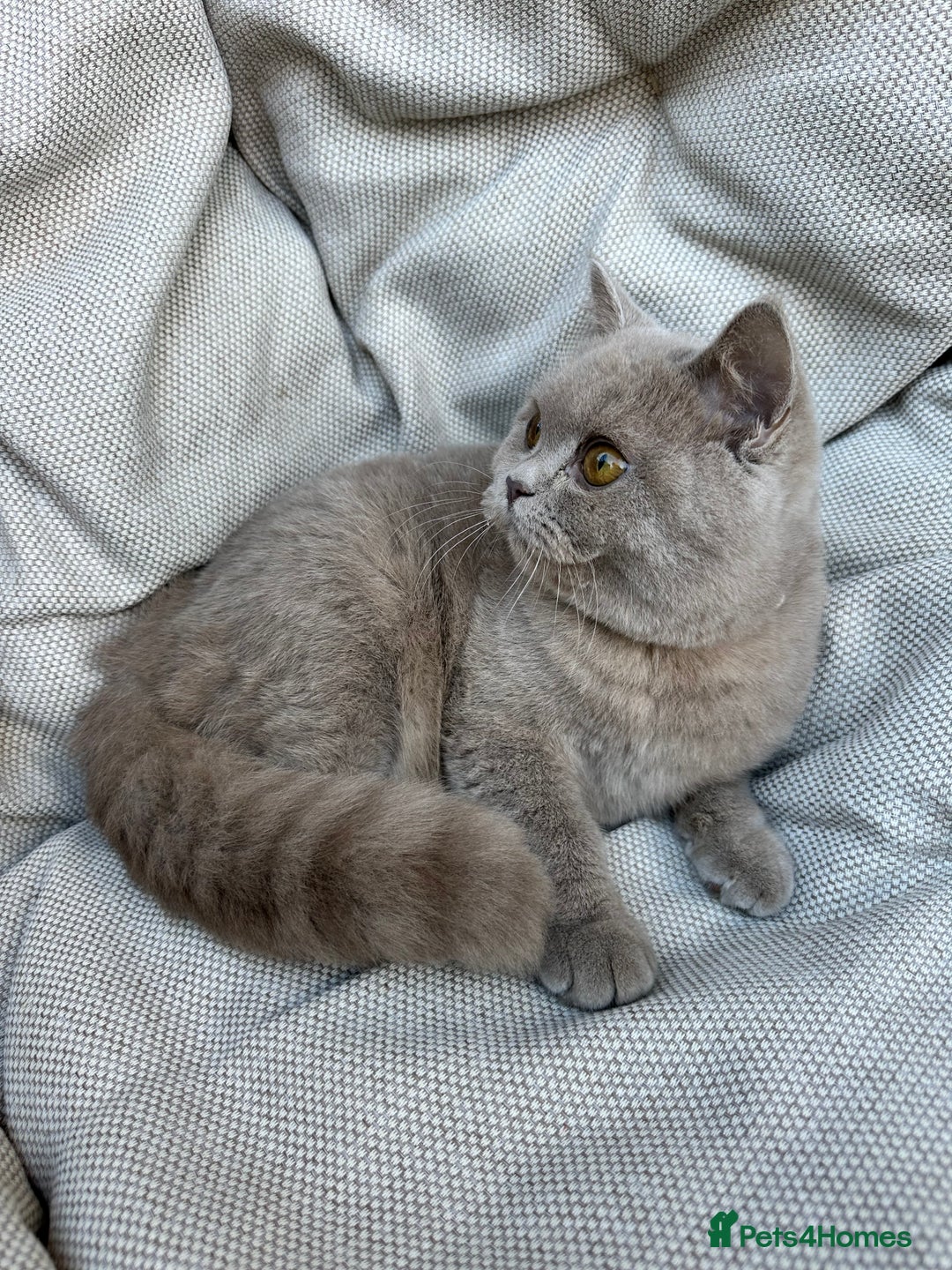 British Shorthair cats for sale: Ready British Shorthair Chunky Kittens - Advert 21