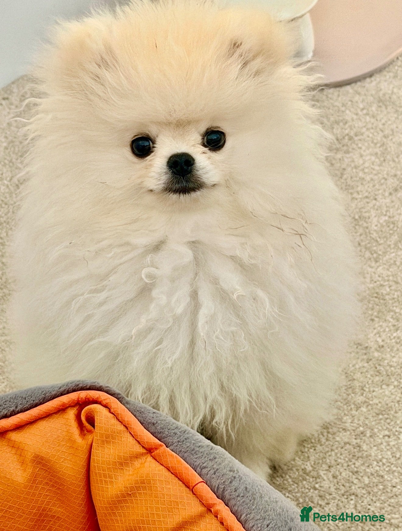 Pomeranian dogs 🌹Stunning KC white fluffy boy for a loving home🌹 - Advert 2