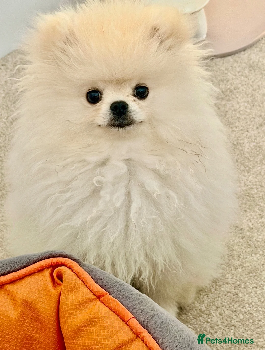 Pomeranian dogs for sale: 🌹Stunning KC white fluffy boy for a loving home🌹 - Advert 1