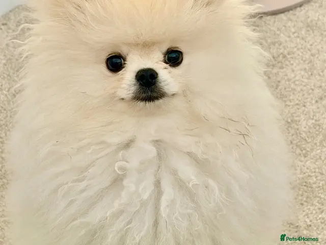 Pomeranian dogs for sale: 🌹Stunning KC white fluffy boy for a loving home🌹 - Advert 2