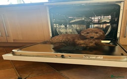 Cavapoo dogs for sale: F2 Cavapoo 6 month girl - Image 1