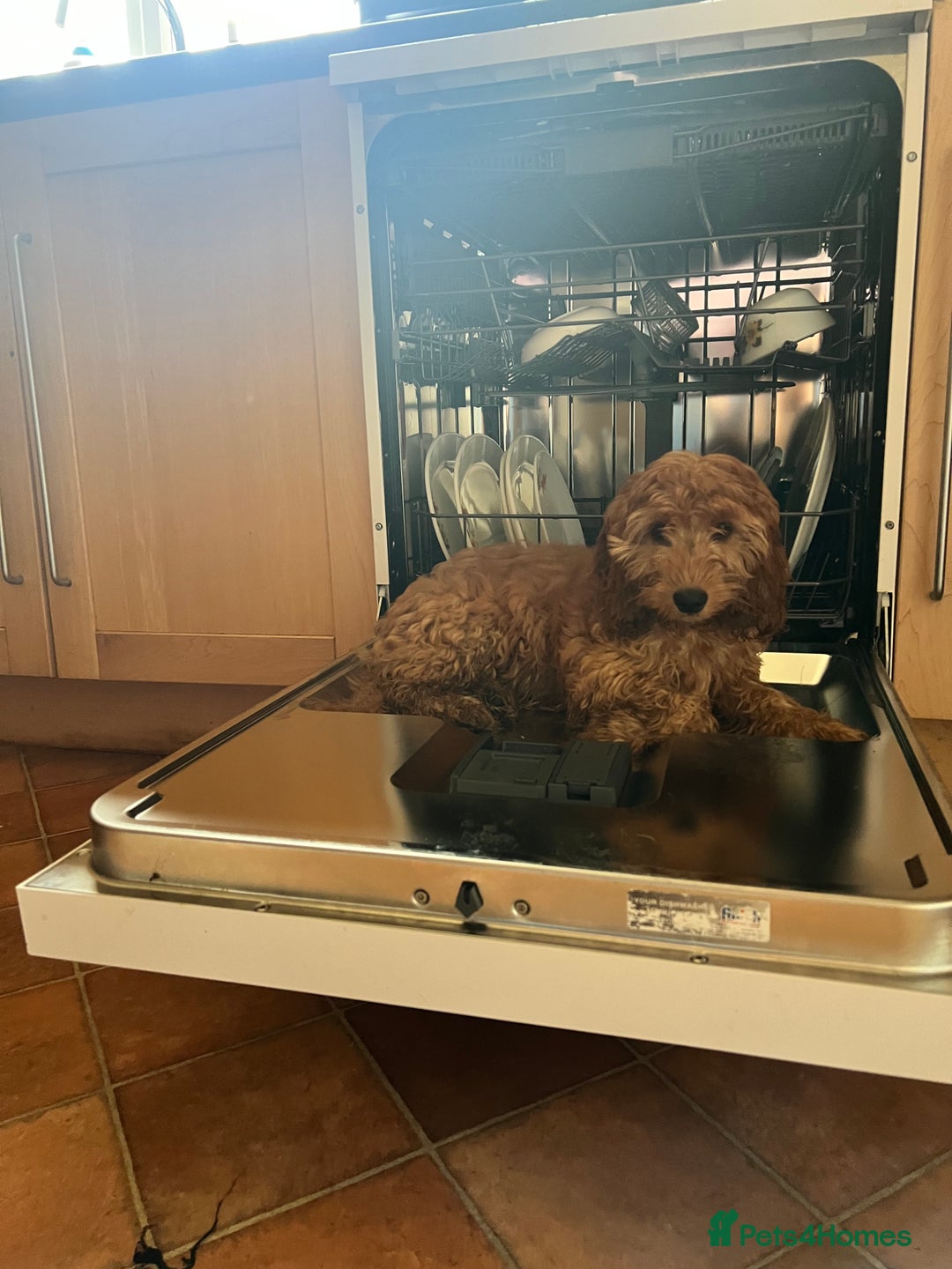 Cavapoo dogs for sale: F2 Cavapoo 6 month girl - Image 1