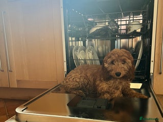 Cavapoo dogs - Advert 22