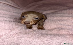 Dachshund dogs for sale: Isabelle and tan dachshund pups  - Image 2