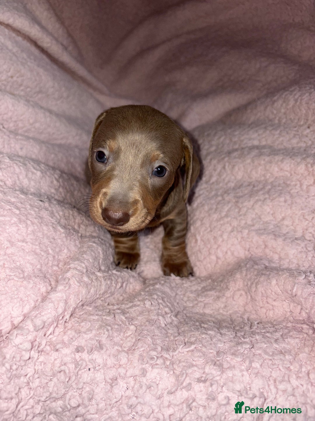 Dachshund dogs for sale: Isabelle and tan dachshund pups  - Image 2