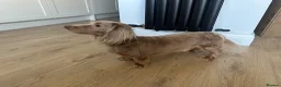 Miniature Dachshund dogs for stud: Long-Haired Miniature Dachshund Stud– Isabella Tan - Advert 4