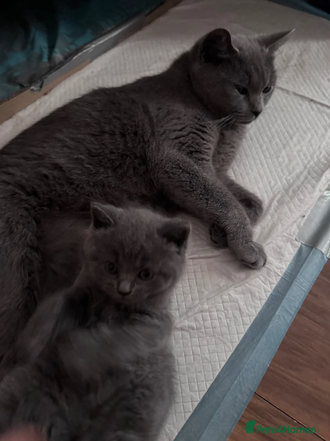 Brazilian Shorthair cats for sale: British Shorthair Kitten  - Advert 24