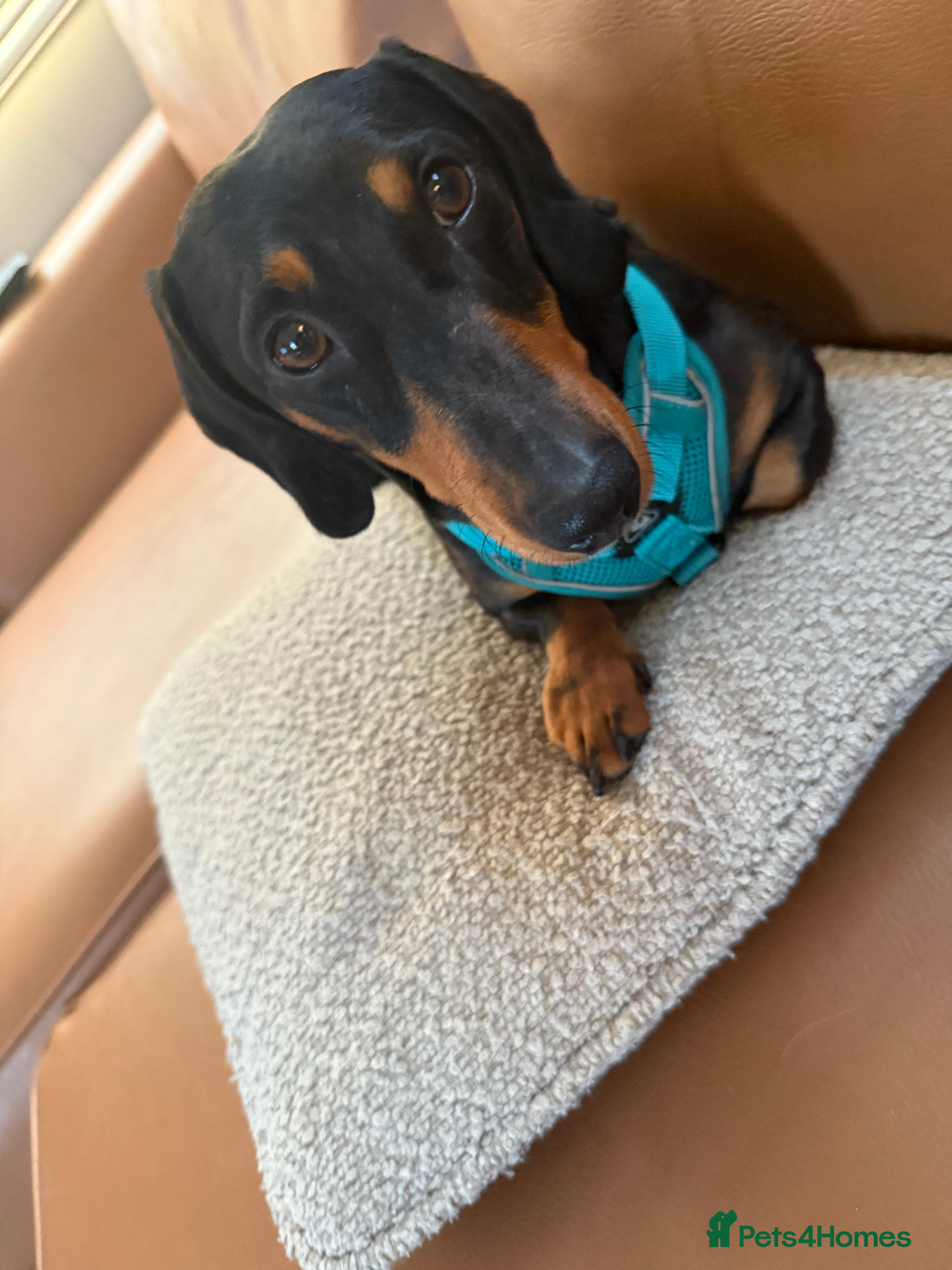 Dachshund dogs Beautiful boy stud - Advert 4