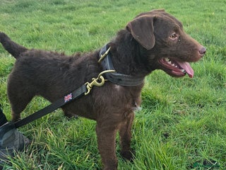 Patterdale Terrier dogs in Sutton Coldfield - Advert 2