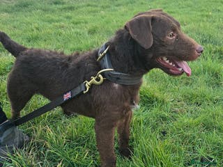 Patterdale Terrier dogs Chocolate Patterdale for stud in Sutton Coldfield - Advert 3