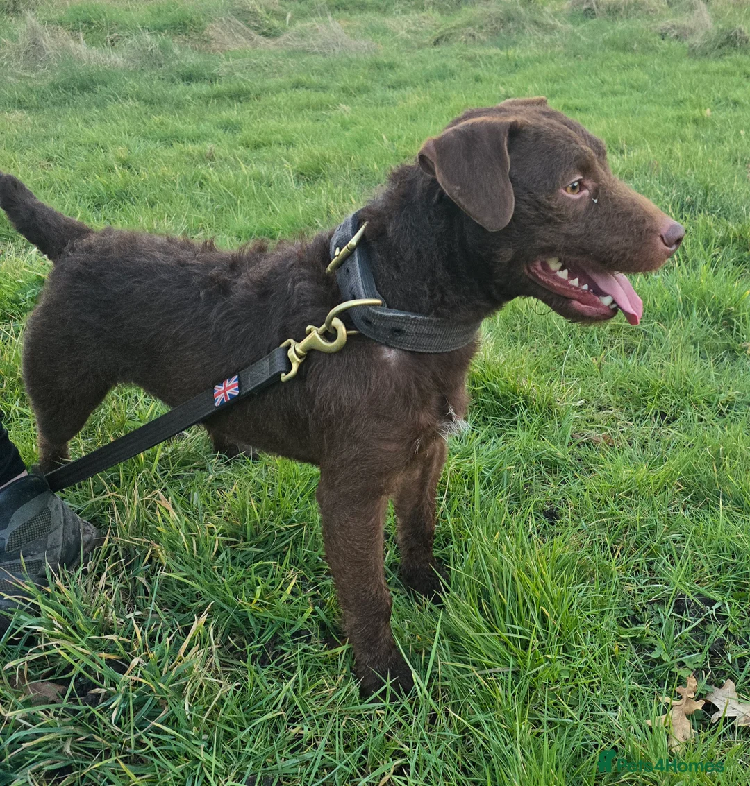 Patterdale Terrier dogs for stud: Chocolate Patterdale for stud  in Sutton Coldfield - Advert 1