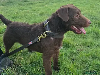 Patterdale Terrier dogs Chocolate Patterdale for stud in Sutton Coldfield - Advert 1