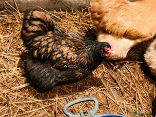 Ducks poultry Hens for sale - Orpingtons - Advert 1