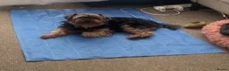 Yorkshire Terrier dogs for stud: Full size Yorkshire Terrier for Stud  - Advert 6
