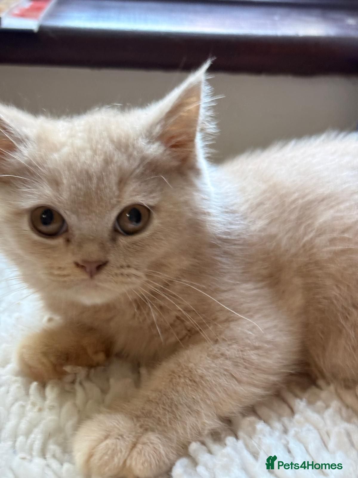 British Shorthair cats Fawn Tortie & Cinnamon Tortie sisters - Advert 1