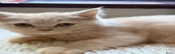 British Shorthair cats for sale: Fawn Tortie & Cinnamon Tortie sisters - Advert 1