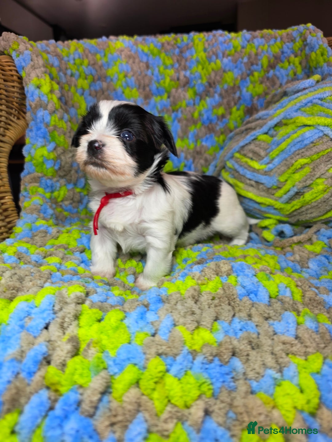 Biewer Terrier dogs for sale: Pure breed Biewer Terrier puppies 4 Generation  - Image 21