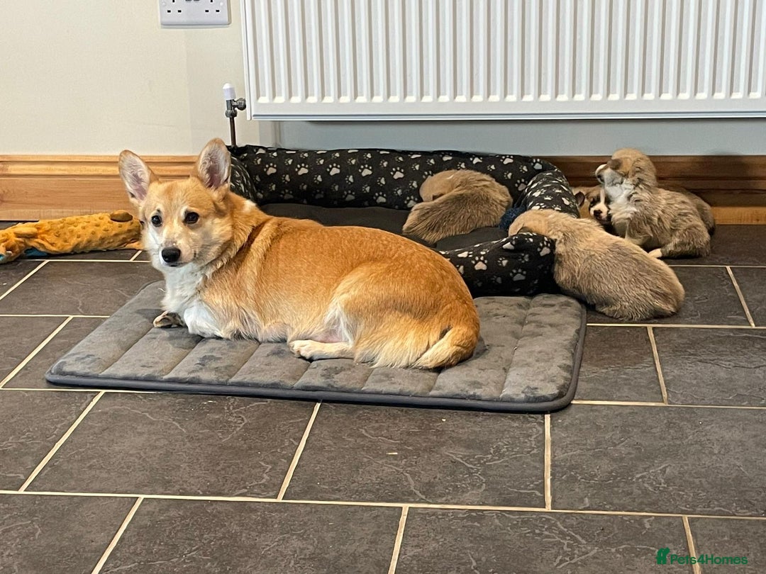 Welsh Corgi Pembroke dogs for sale: KC Registered Pembrokeshire Corgi Puppies - Advert 1