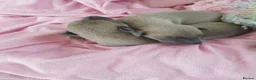 Whippet dogs for sale: Stunning coloured whippet puppies  - Advert 1