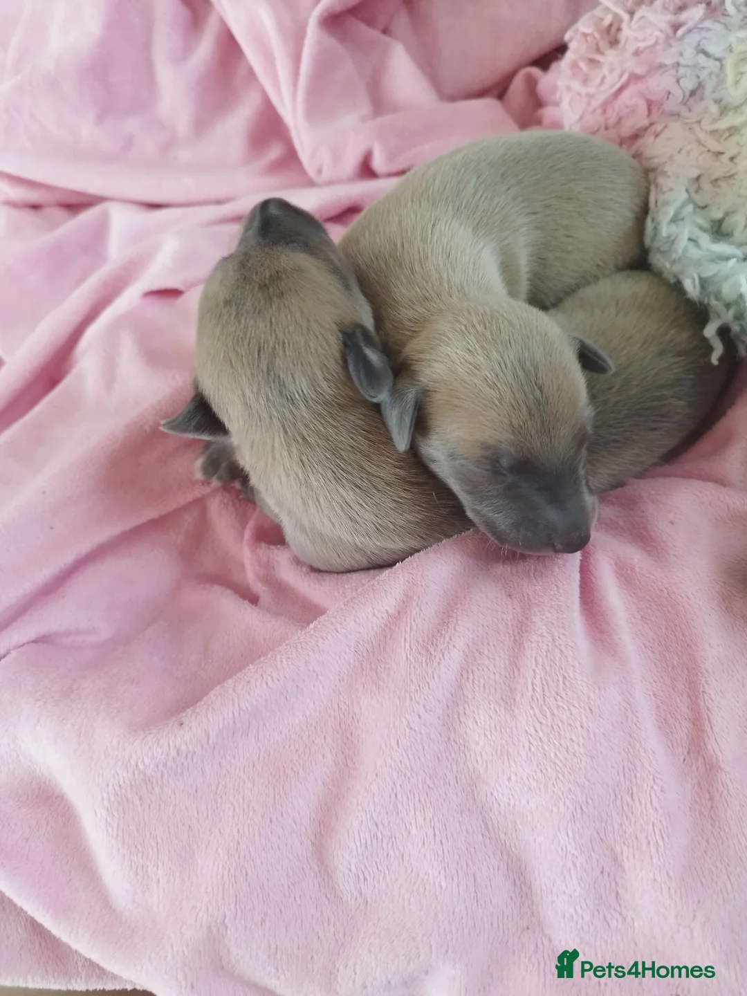 Whippet dogs for sale: Stunning coloured whippet puppies  - Advert 1