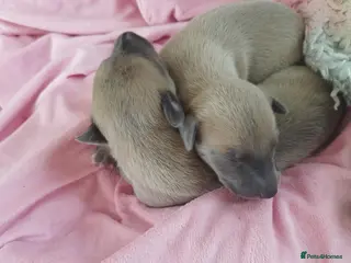 Whippet dogs Stunning coloured whippet puppies - Advert 8
